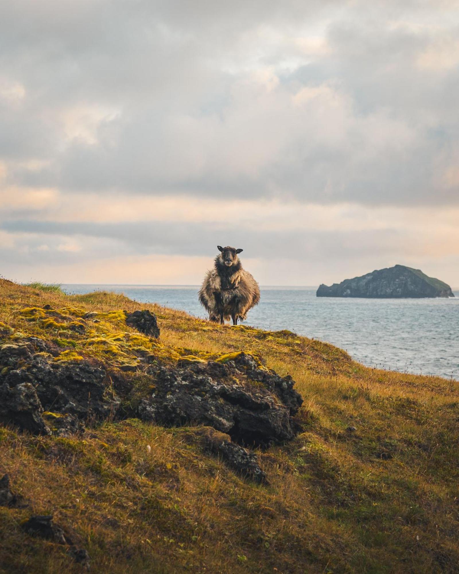 Westman Islands Inn Vestmannaeyjar Zewnętrze zdjęcie